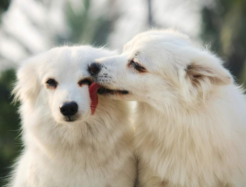 À quel âge commencer à éduquer son chien ?