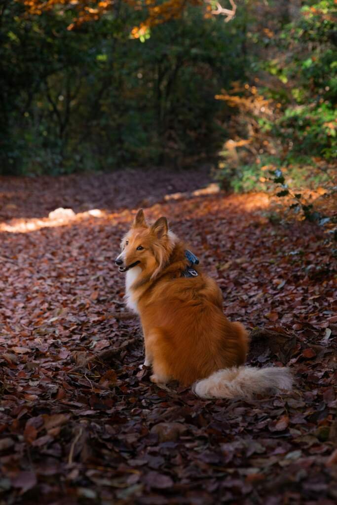 À quel âge commencer à éduquer son chien ?