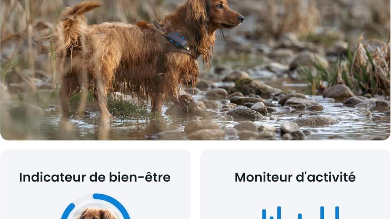 collier gps pour chien tractive review