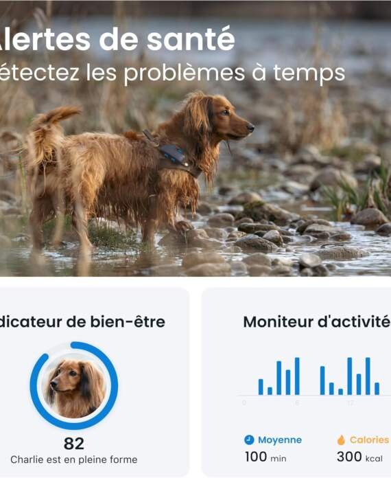 collier gps pour chien tractive review