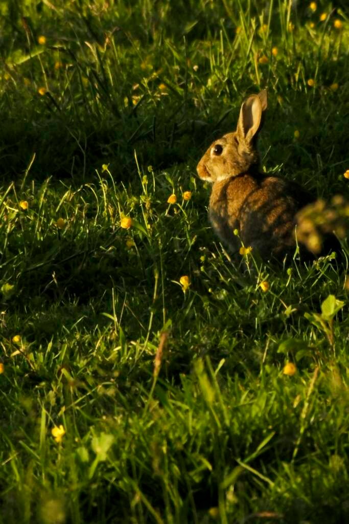 Comment bien s’occuper d’un lapin : conseils pratiques pour son bien-être