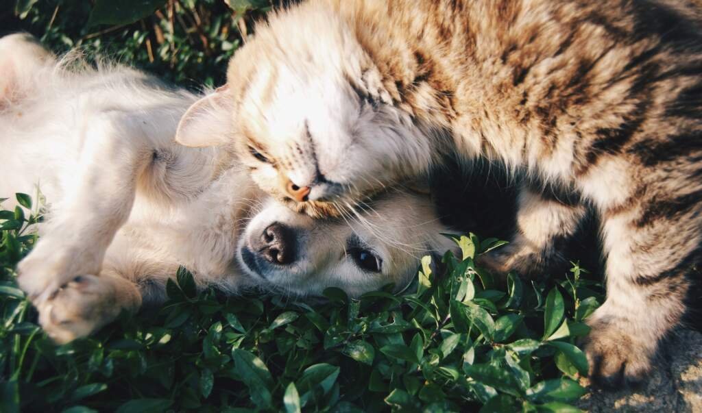 Comment choisir le meilleur shampoing hypoallergénique pour chien ?