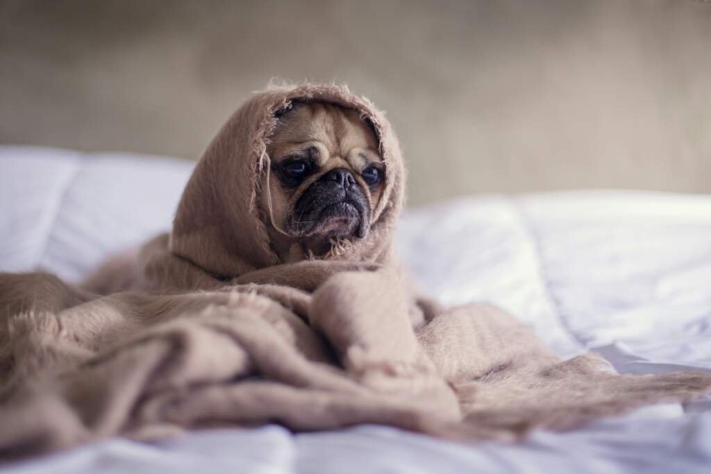 Comment choisir le meilleur shampoing hypoallergénique pour chien ?