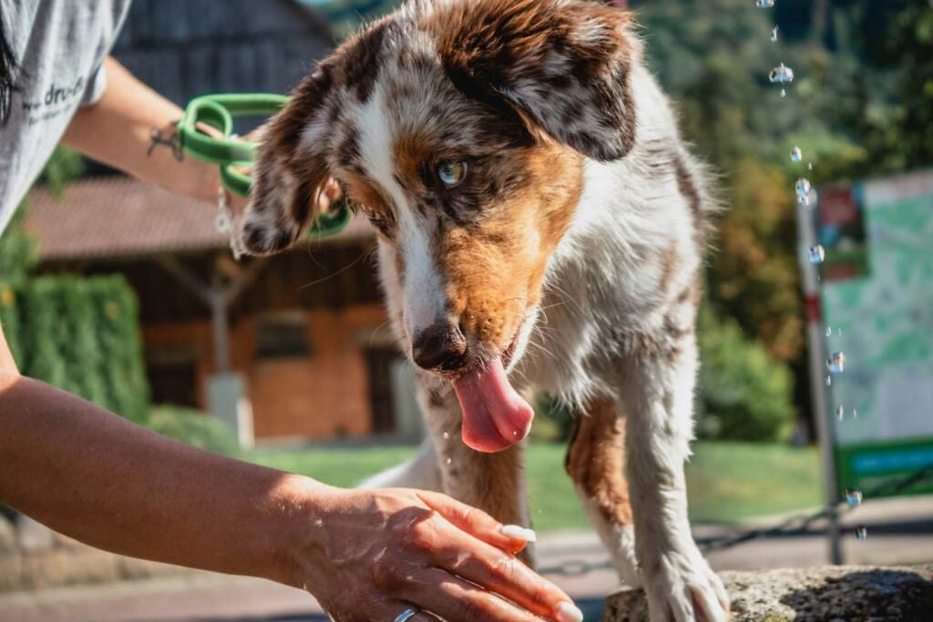 Comment choisir le meilleur shampoing hypoallergénique pour chien ?