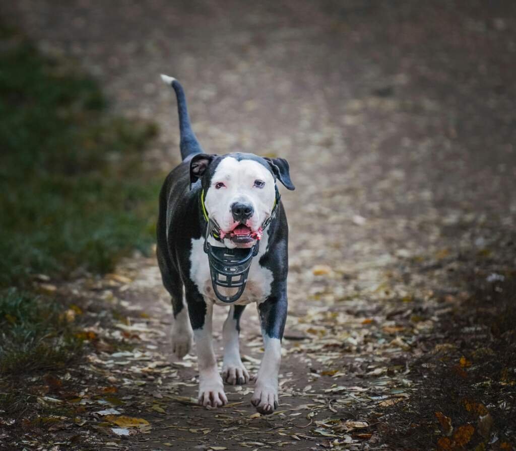 Comment dresser un chiot efficacement ?