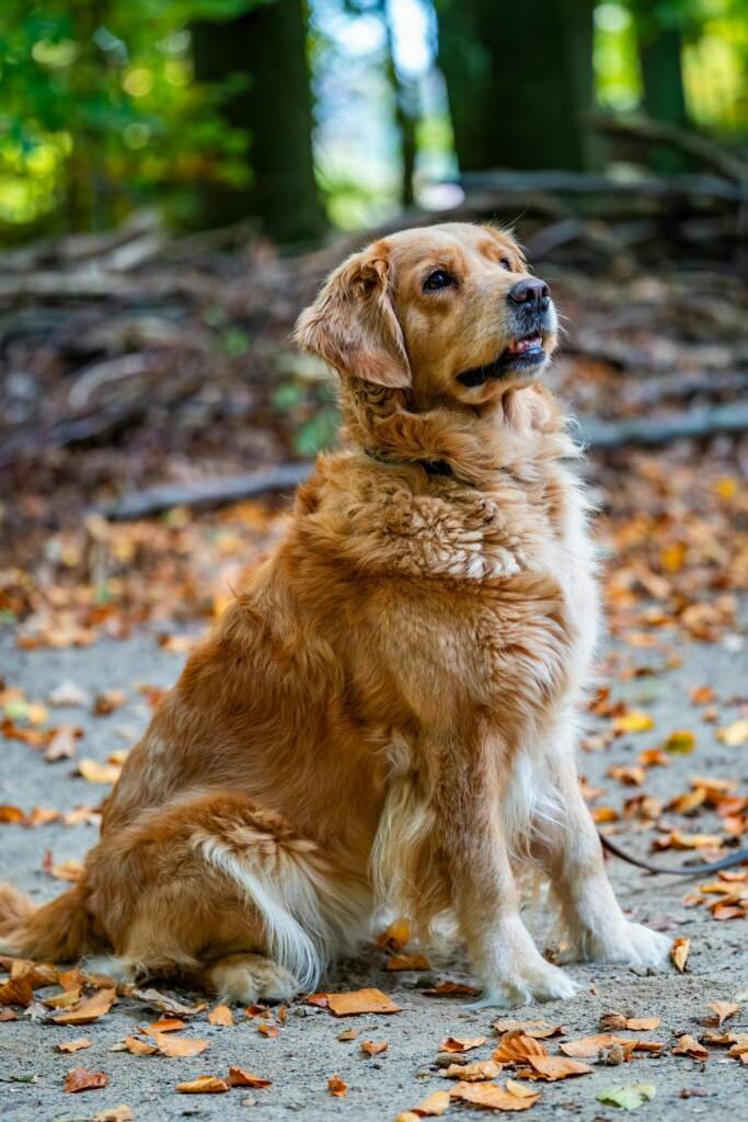 Comment dresser un chiot efficacement ?