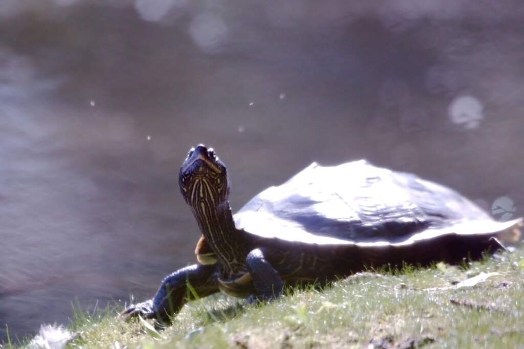 Comment nourrir une tortue d’eau douce : conseils essentiels