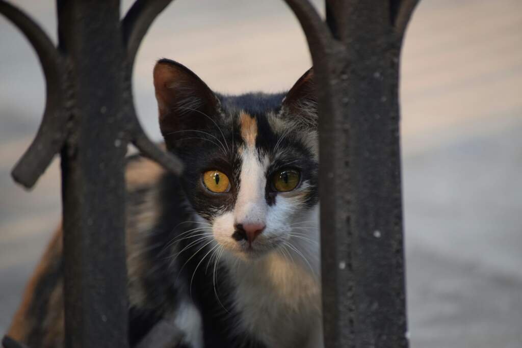 Comment prendre soin de son chat au quotidien sans stress ?