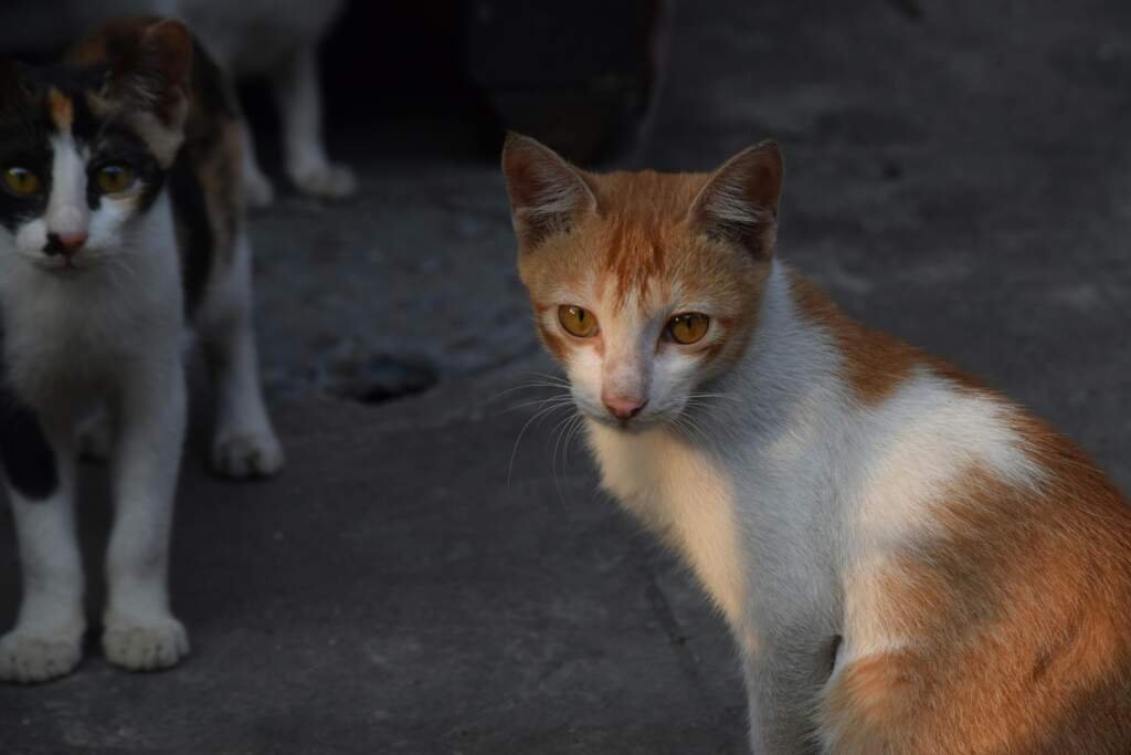 Comment prendre soin de son chat au quotidien sans stress ?