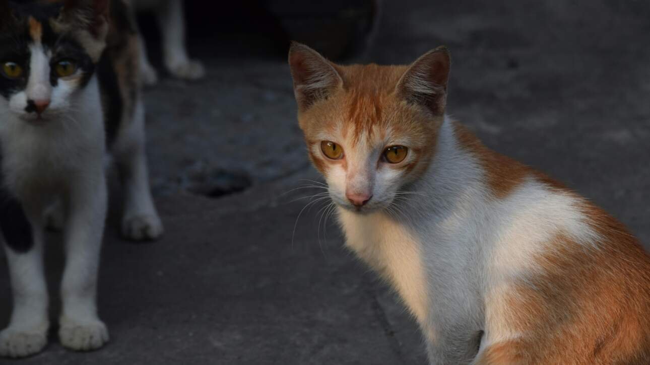 comment prendre soin de son chat au quotidien sans stress