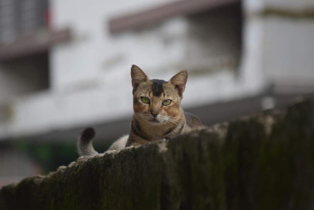 Comment prendre soin de son chat au quotidien sans stress ?