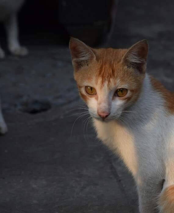 comment prendre soin de son chat au quotidien sans stress