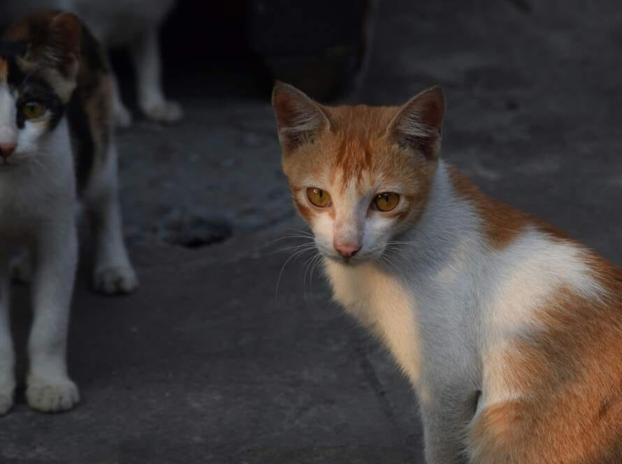 comment prendre soin de son chat au quotidien sans stress