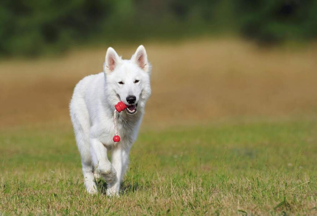 Conseils pour apprendre la propreté à votre chien