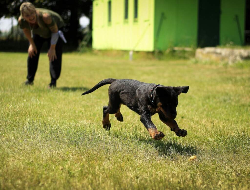 Conseils pour apprendre la propreté à votre chien