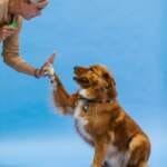 conseils pour apprendre la proprete a votre chien 2