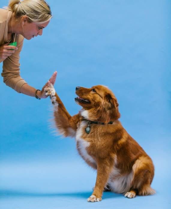 conseils pour apprendre la proprete a votre chien 2