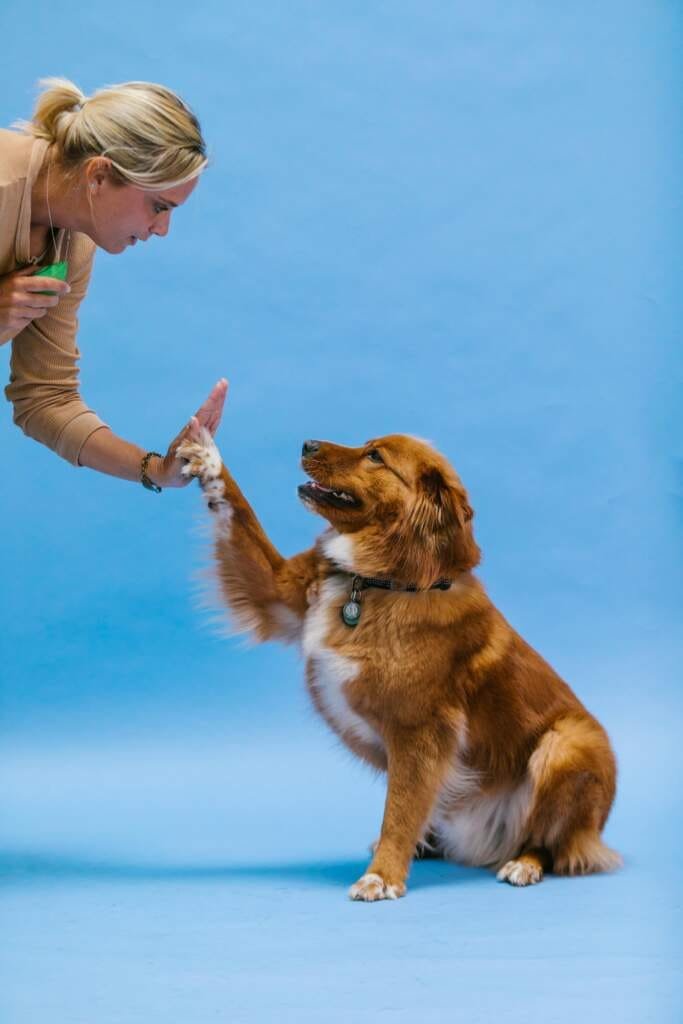 Conseils pour apprendre la propreté à votre chien