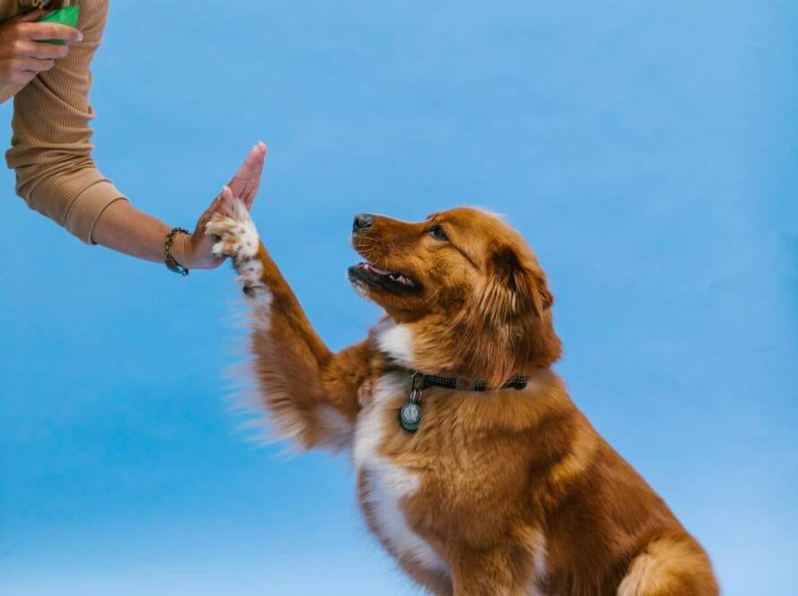 conseils pour apprendre la proprete a votre chien 2