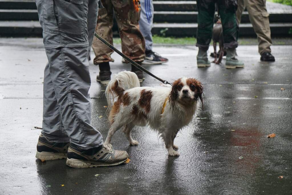 Conseils pour dresser un chien en douceur