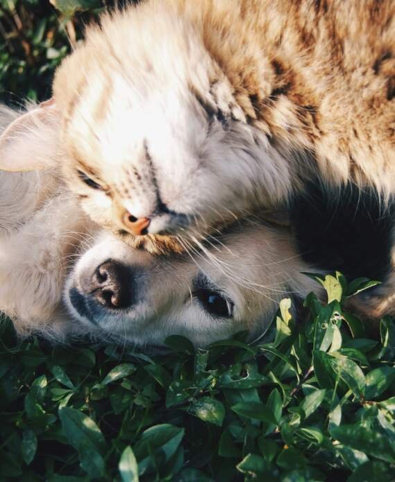 conseils pour nettoyer les oreilles de mon chien en toute securite 1