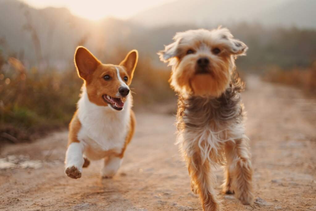 Conseils pour nettoyer les oreilles de mon chien en toute sécurité