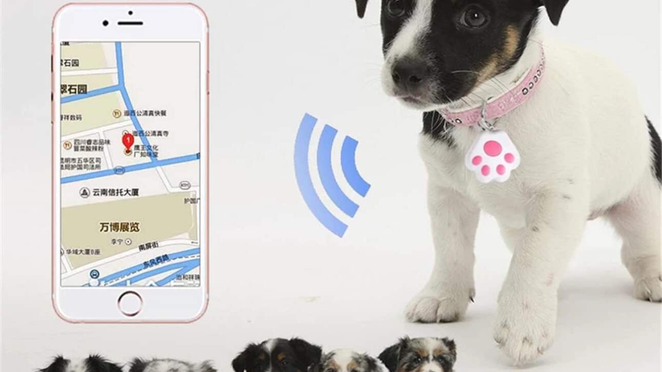 fohil mini localisateur gps pour animaux review