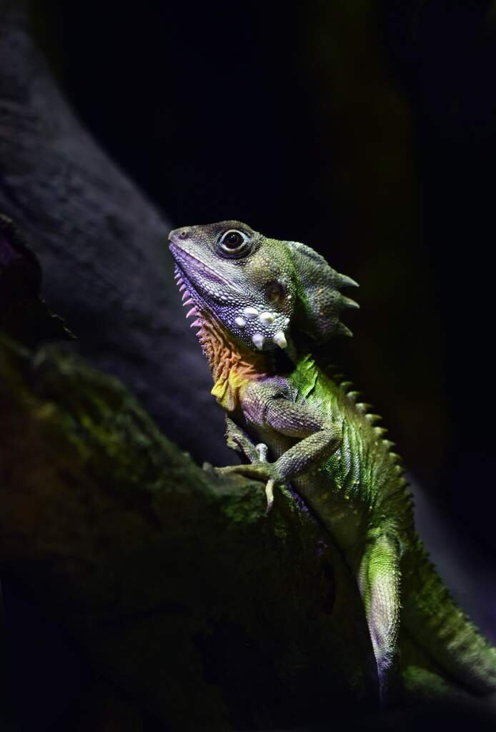 Quel est le meilleur reptile pour un débutant ?