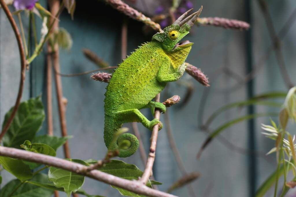 Quel est le meilleur reptile pour un débutant ?