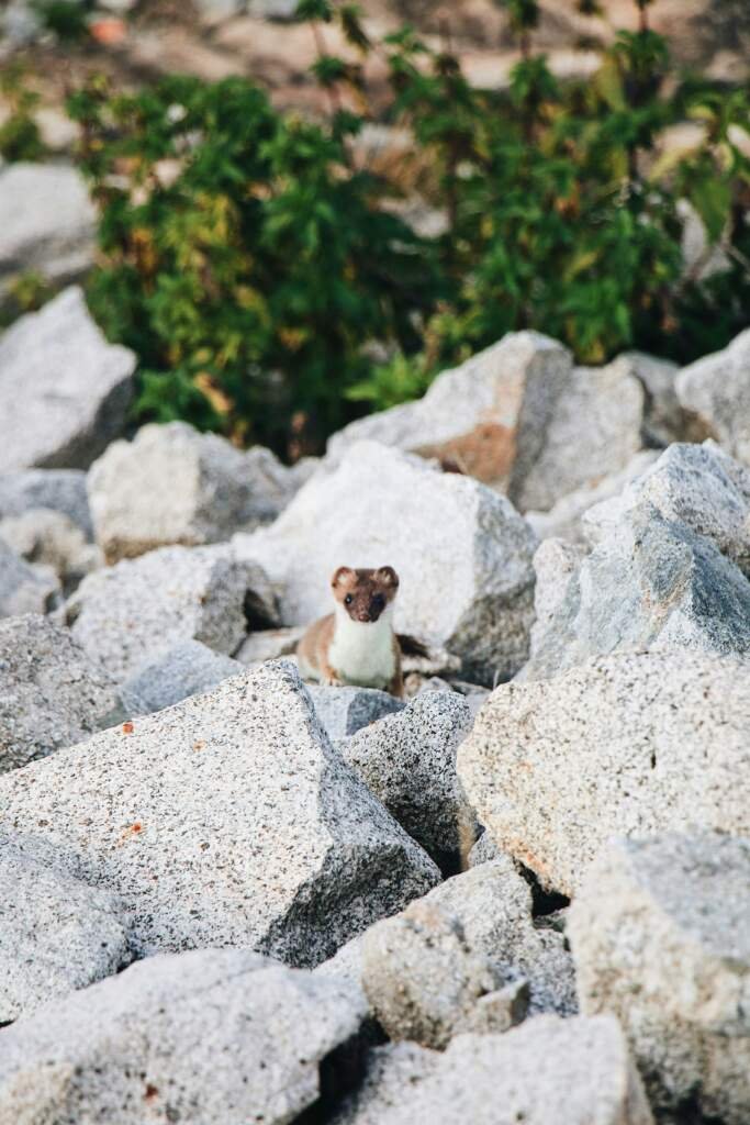 Quel est le meilleur rongeur comme animal de compagnie ?