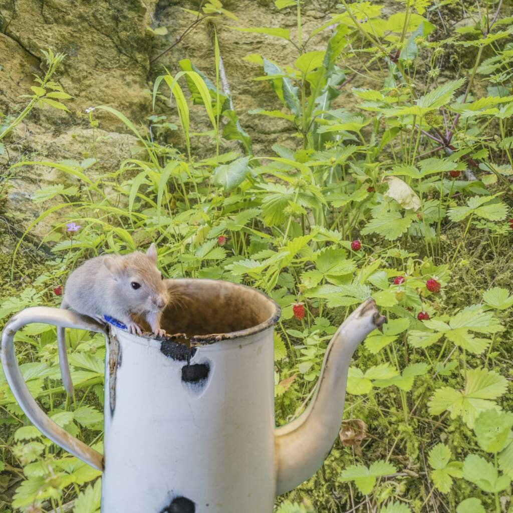 Quel est le meilleur rongeur comme animal de compagnie ?