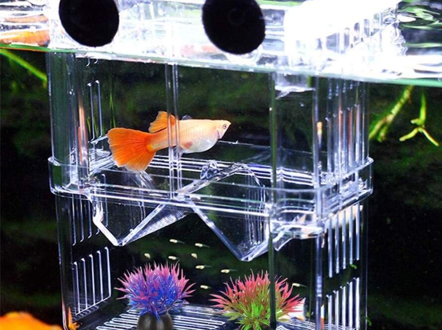 netume boite delevage de poissons daquarium en acrylique double couche pour isolation de poissoneclosion de poissonselev