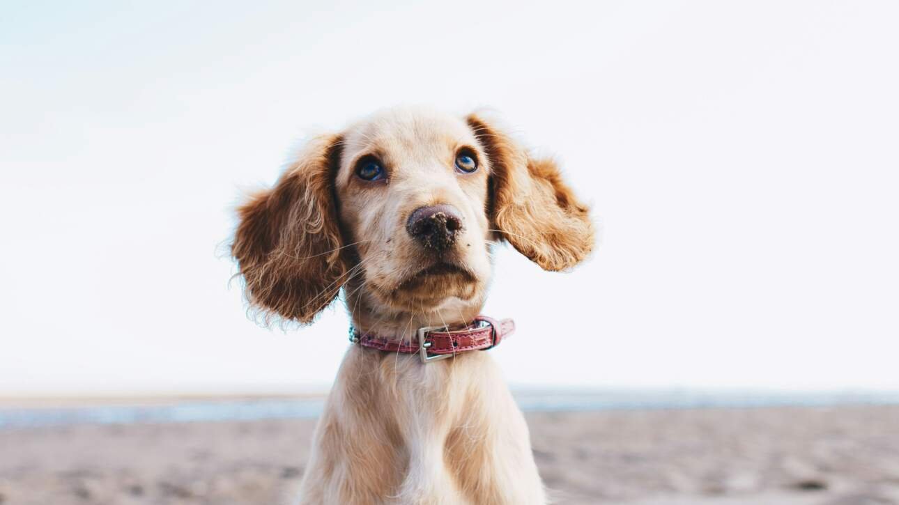 conseils pour soulager les irritations cutanees chez les chiens