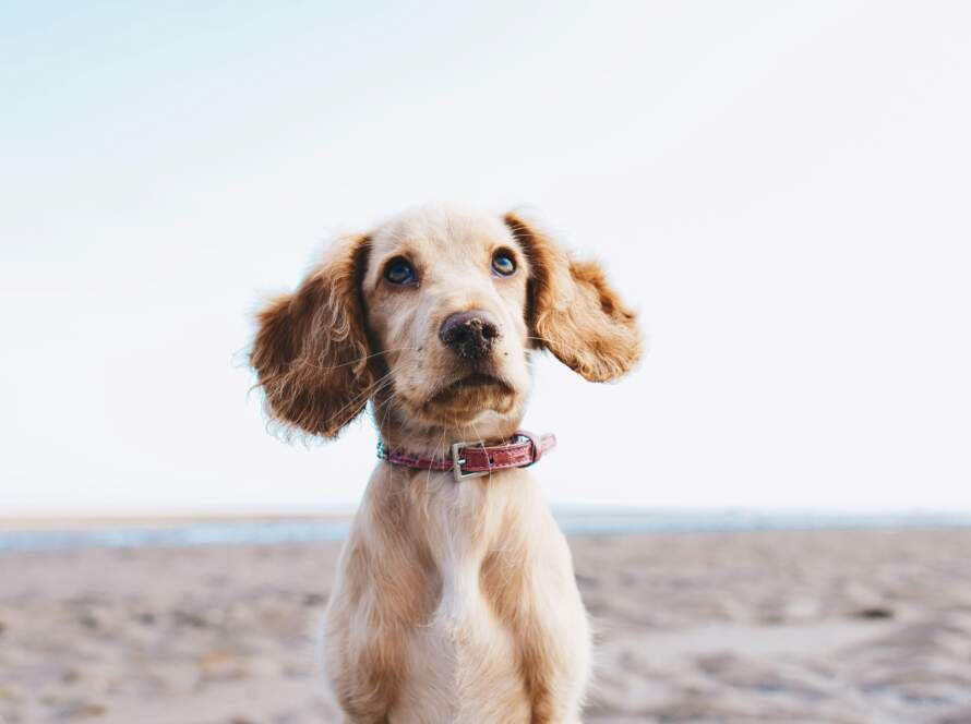 conseils pour soulager les irritations cutanees chez les chiens