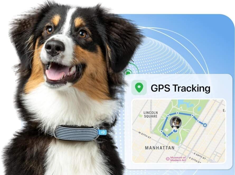 invoxia minitailz traceur gps sante n1 pour chien alertes anti fugue scan respiratoire localisation temps reel rechargea 3