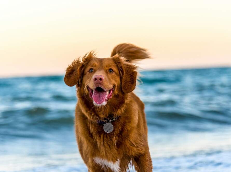 les bienfaits des lotions pour les oreilles des chiens