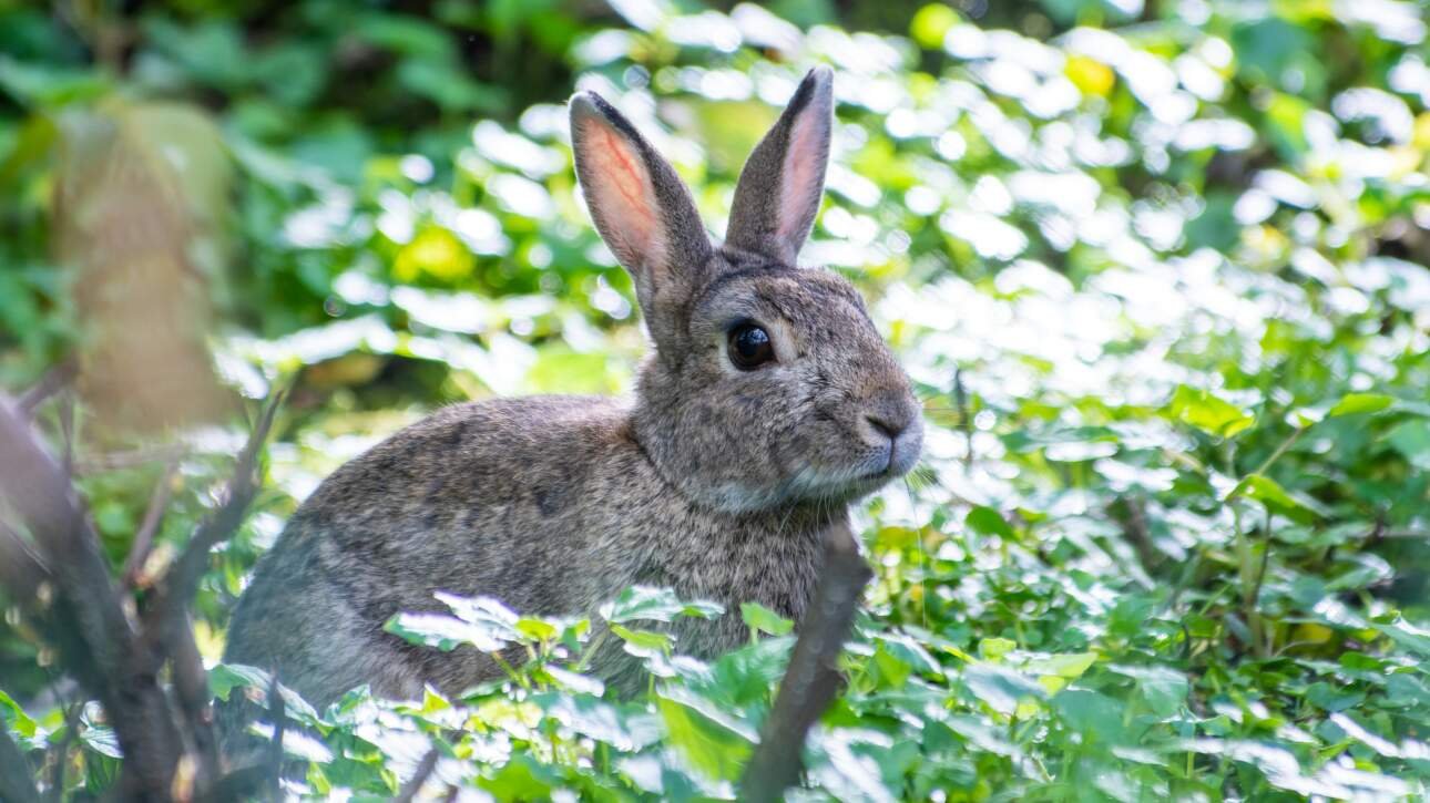 pourquoi mon lapin ne bouge t il plus conseils pour la sante de votre animal