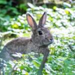 pourquoi mon lapin ne bouge t il plus conseils pour la sante de votre animal