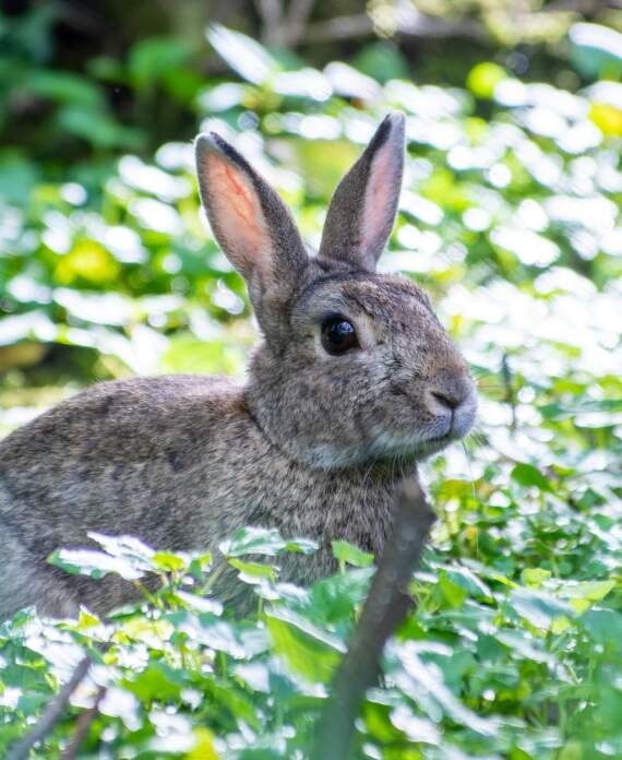 pourquoi mon lapin ne bouge t il plus conseils pour la sante de votre animal